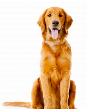 Golden Retriever Sitting