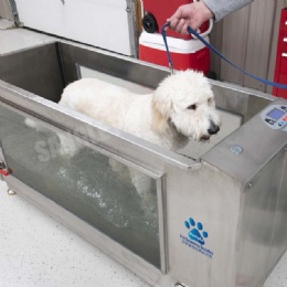 Competitive Basic Underwater treadmills for Canine